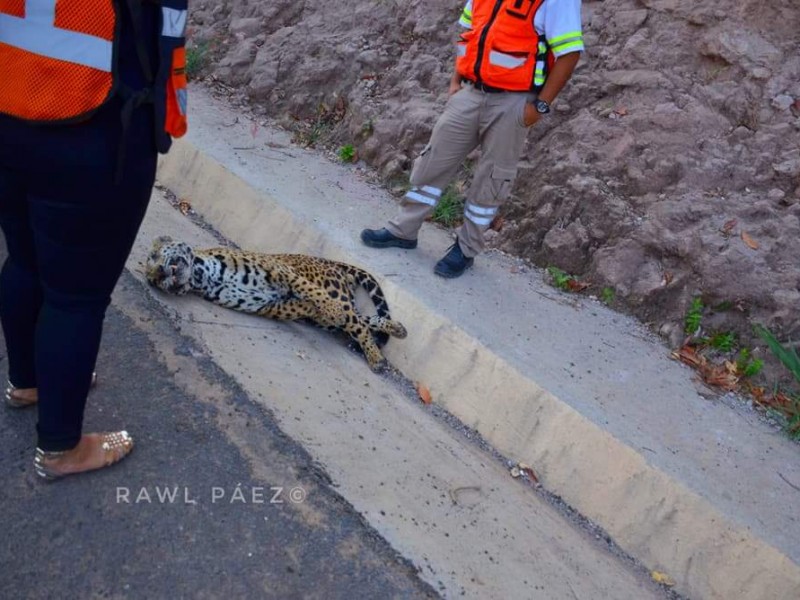 Muere jaguar en la autopista Tepic San Blas