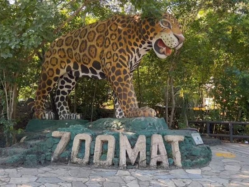 Muere jaguar hembra llegada recientemente a ZooMAT