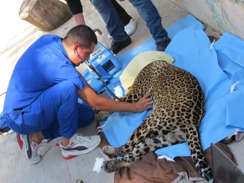 Muere jaguar tras ser atropellado en carretera de Nayarit.
