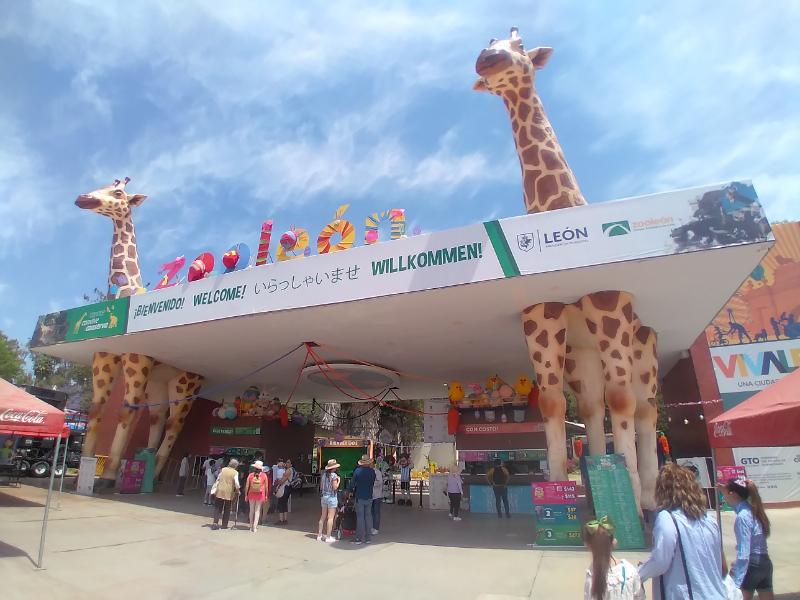 Muere jirafa en accidente dentro de las instalaciones del Zoológico de León