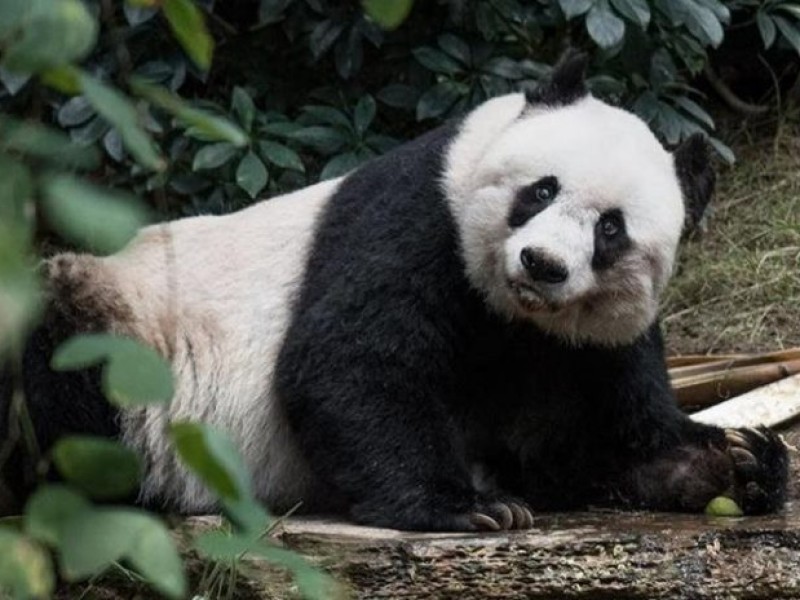 Muere la panda gigante Shuan Shuan del zoológico de Chapultepec