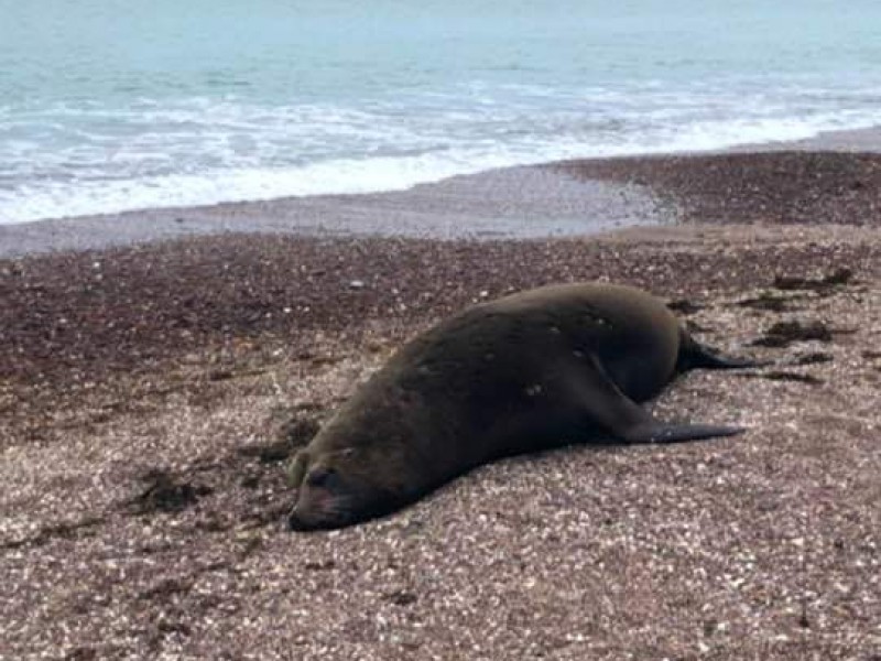 Muere lobo marino, lo encuentran en playa de San Carlos