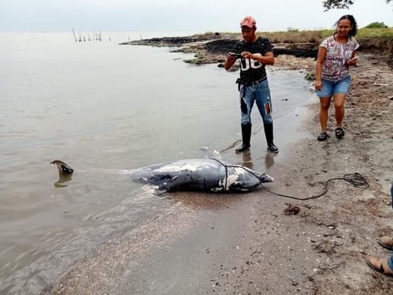 Muere “Lucerito” la delfín de la laguna de Tamiahua