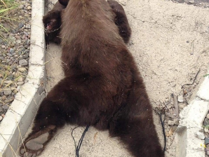 Muere oso en Cananea