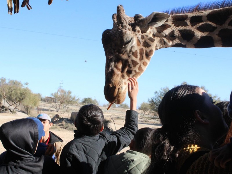 Muere Pancho, jirafa jubilada del centro ecológico de Sonora