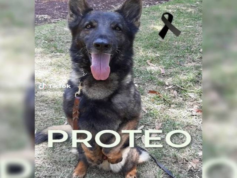 Muere Proteo, perro rescatista que viajó a Turquía