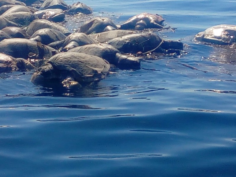 Tortugas mueren atrapadas en redes de barcos atuneros