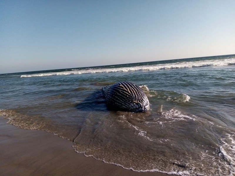 Muere una ballena en playas de Santa María del Mar