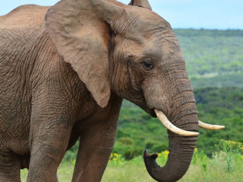 Muere turista tras ser atacada por un elefante