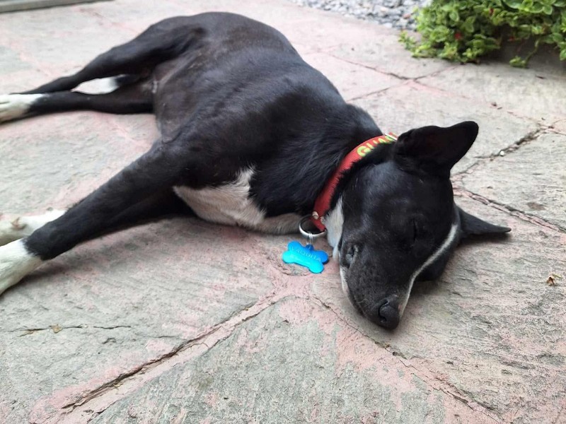 Muere Vaquita, perrita del Centro de Tequisquiapan; realizarán homenaje este jueves