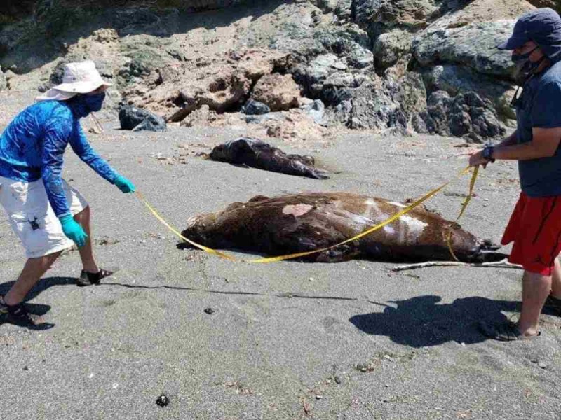 Mueren 137 lobos marinos en BCS por marea roja