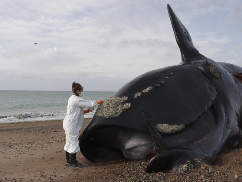 Mueren 30 ballenas en costas de Argentina