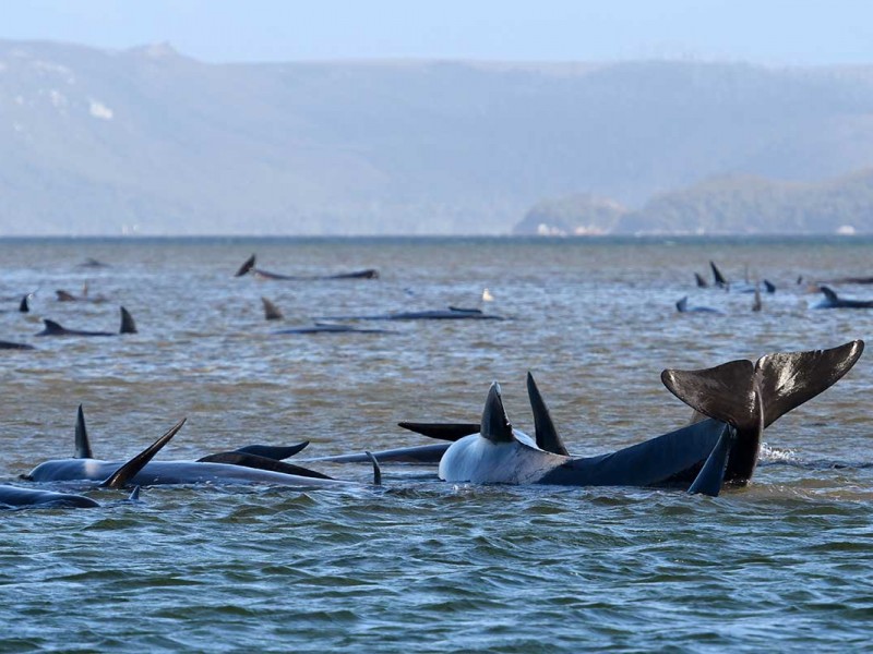 Mueren 380 ballenas encalladas en Australia