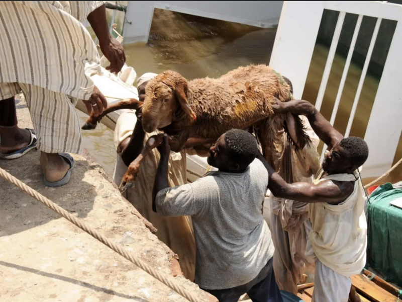 Mueren ahogadas 15 mil ovejas tras hundirse un barco