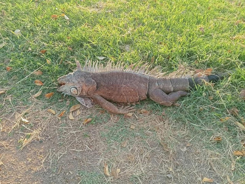 Mueren animales en la Laguna del Náinari y hay alarma