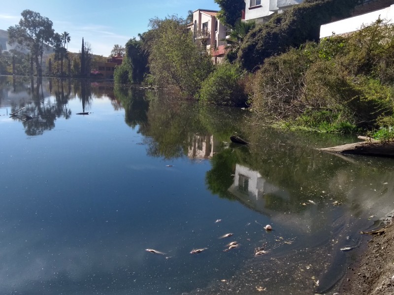 Mueren centenares de peces en presa Los Santos