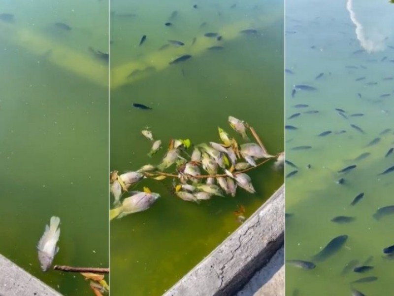 Mueren decenas de peces en el lago de Chapultepec