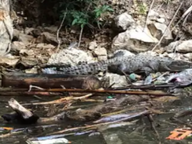 Mueren lagartos por tragar basura