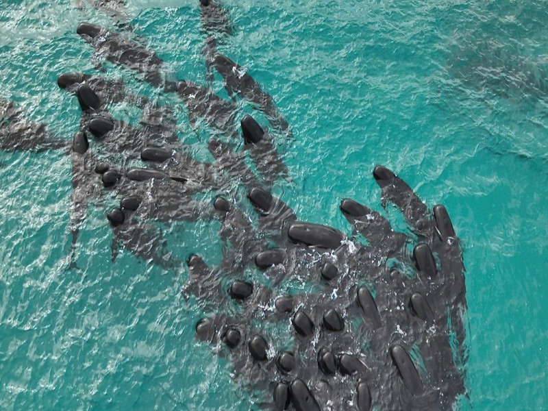 Mueren 97 ballenas que quedaron varadas en playa de Australia