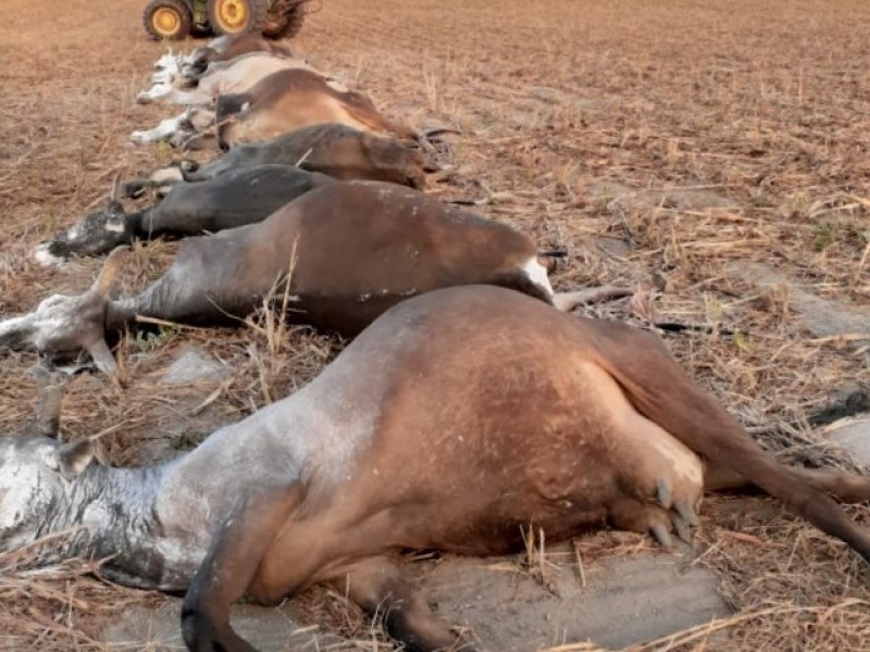 Mueren más de 60 ganados en el istmo por sequía