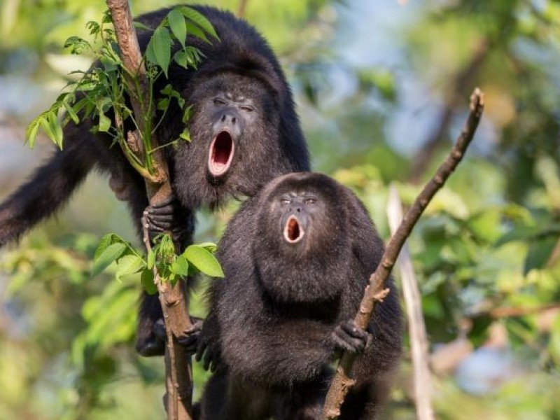 Mueren monos aulladores; en peligro de extinción