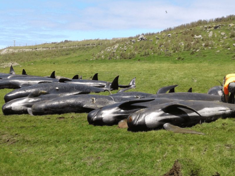 Mueren otras 51 ballenas en Nueva Zelanda