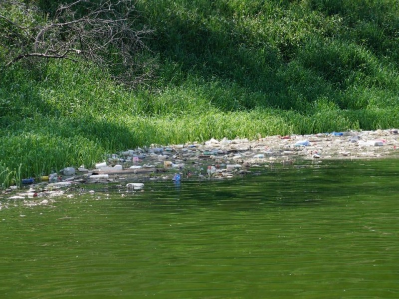 Mueren patos del Lago de Guadalupe