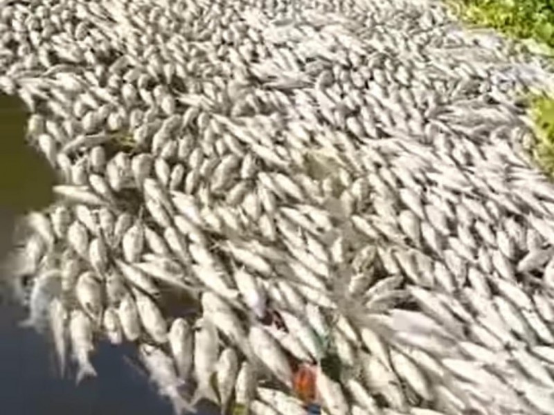 Mueren peces en El Chupadero por falta de oxigenación en estero