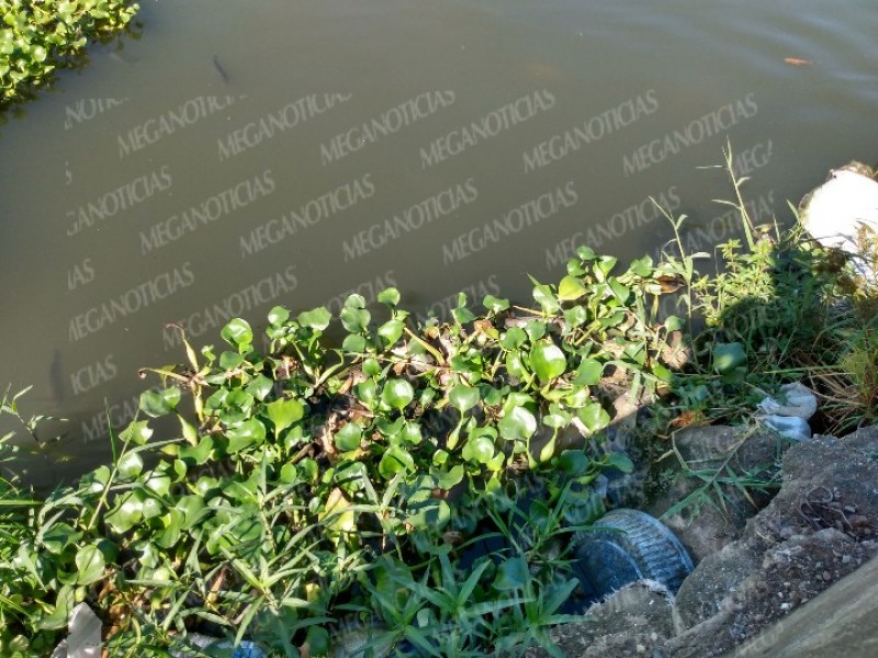 Mueren peces en el río Las Nutrias