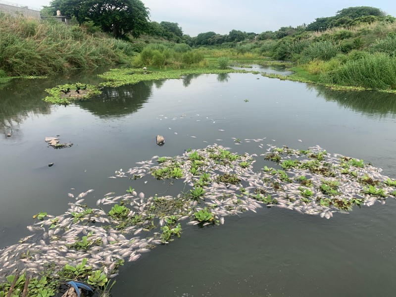 Mueren peces en el río Los Perros en Juchitán