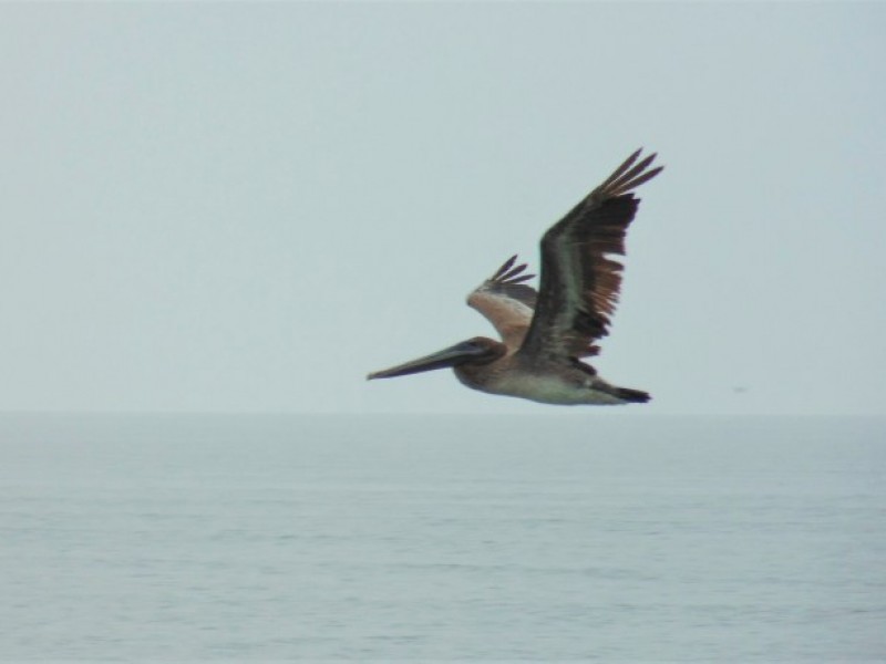 Mueren pelicanos pardo en redes de pesca en Sonora