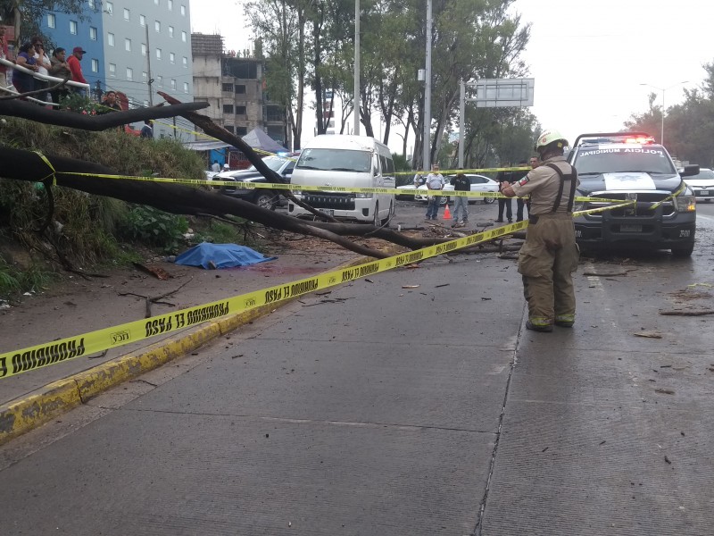 Mueren persona al caerle un árbol en Zapopan