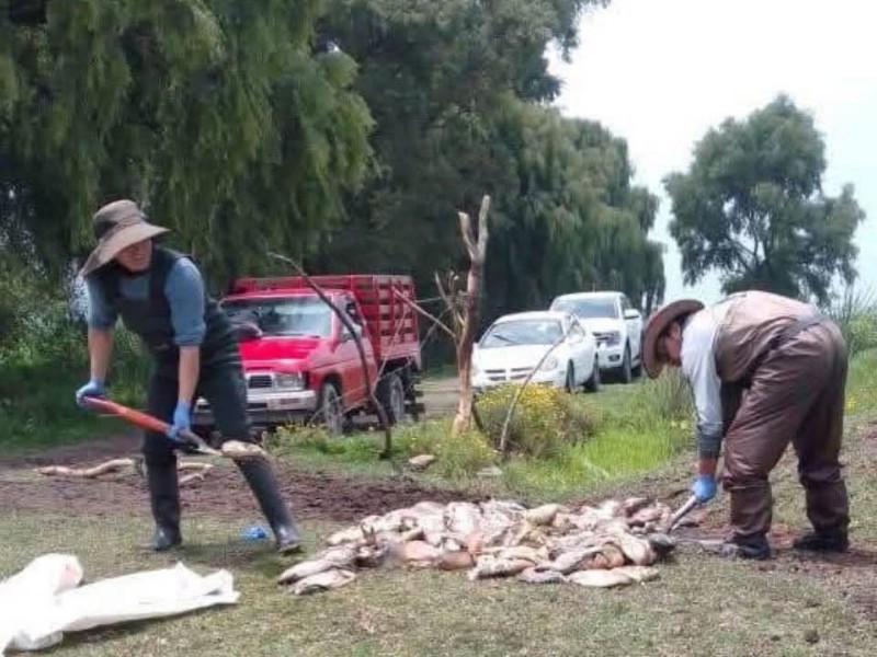 Mueren pescados por contaminación de Laguna Chimaliapan