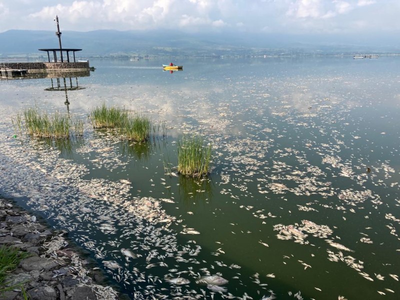Mueren toneladas de peces en laguna de Cajititlán
