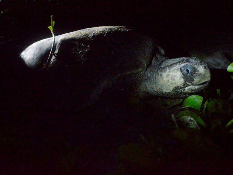 Mueren tortugas en Chiapas