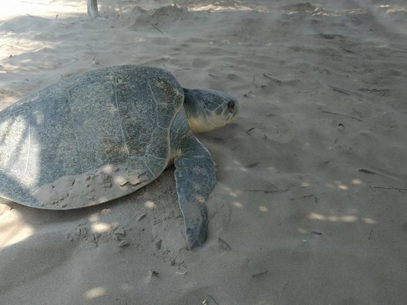 Asfixia, principal causa de muertes de tortugas