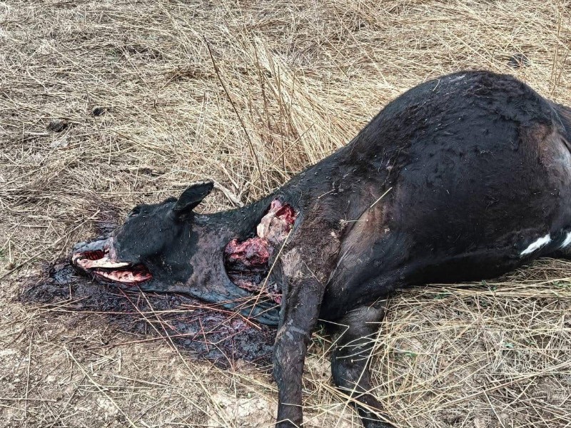 Mueren veinte vacas en Sombrerete; sospechan falta de vacunación