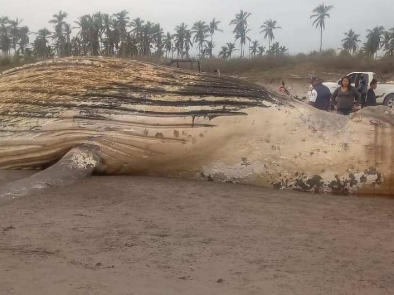 Muerte de ballenas fueron causadas por el hombre