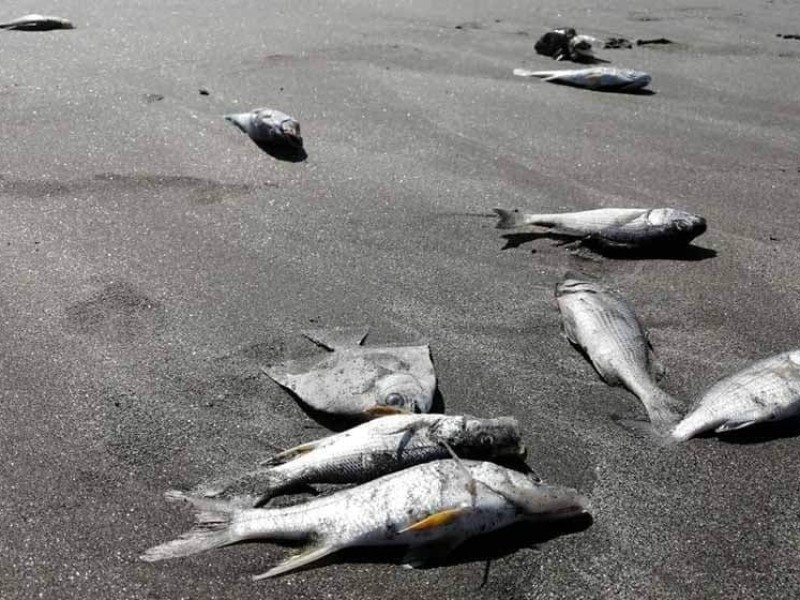 Muerte de cientos de peces en playas chiapanecas