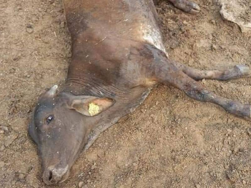 Muerte de ganado preocupa a sector en Villaflores