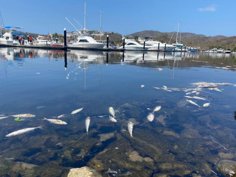 Muerte de peces provocada por yate “Etuale” sin recibir castigo