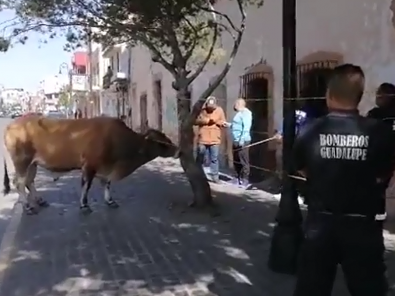 Muerte de toro se pudo haber evitado, mencionan colectivos ambientales