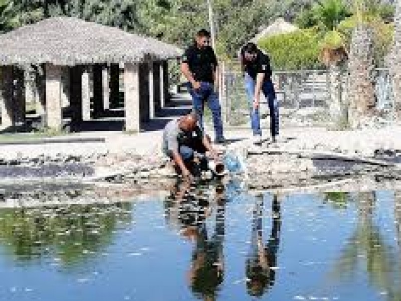 Muerte masiva de peces en balneario de Viesca