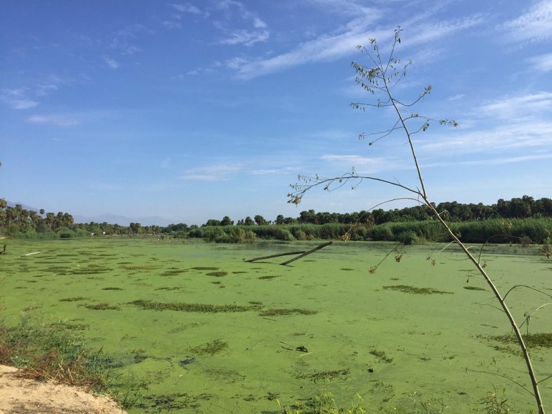 Muestra el Estero recuperación