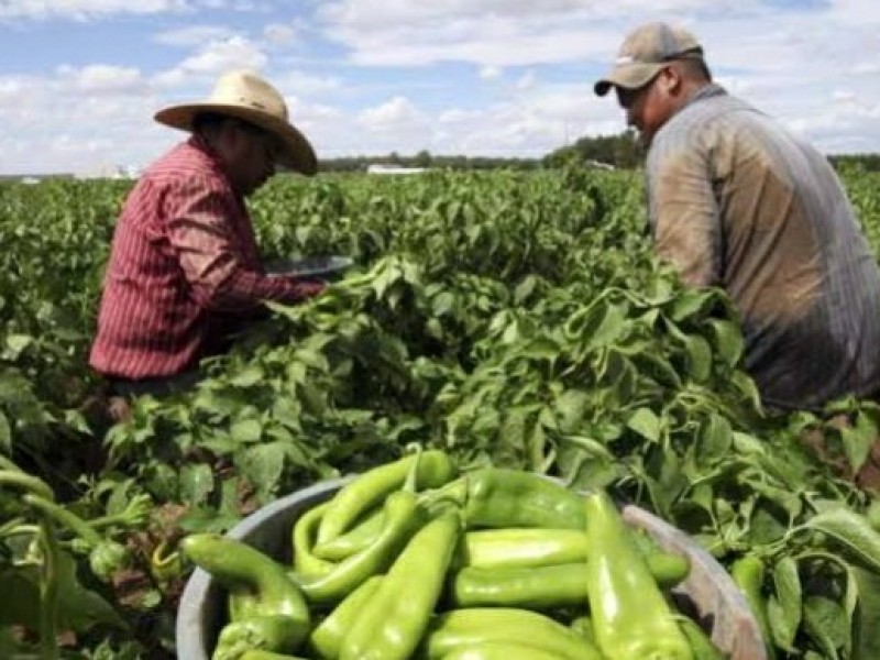 Muestra sector agroalimentario resiliencia en pandemia.