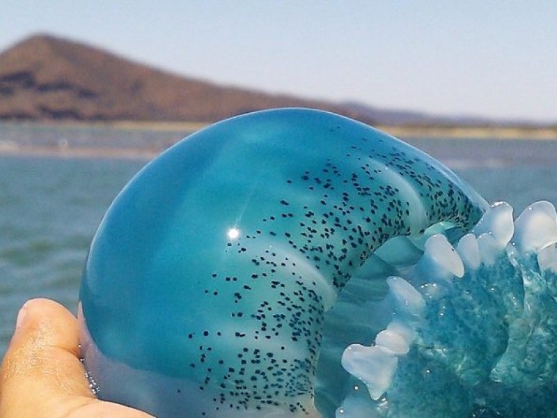 Muestreos de medusa poco alentadores para pescadores