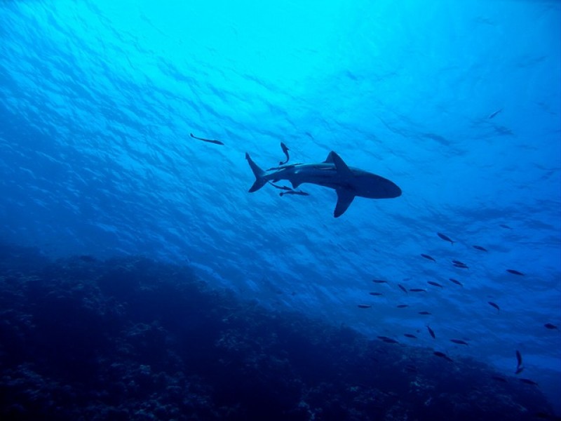 Mujer es atacada por tiburón en las costas de Florida