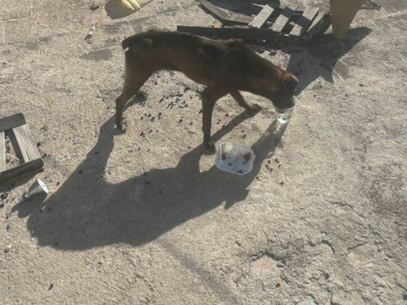 Mujer mata de hambre a perrita en la Rivera Anaya.