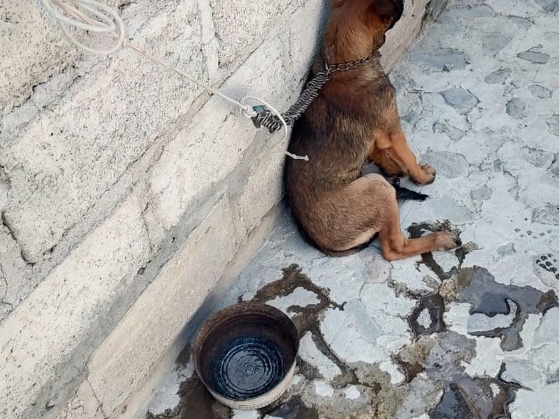 Mujer sancionada por maltrato animal en El Marqués