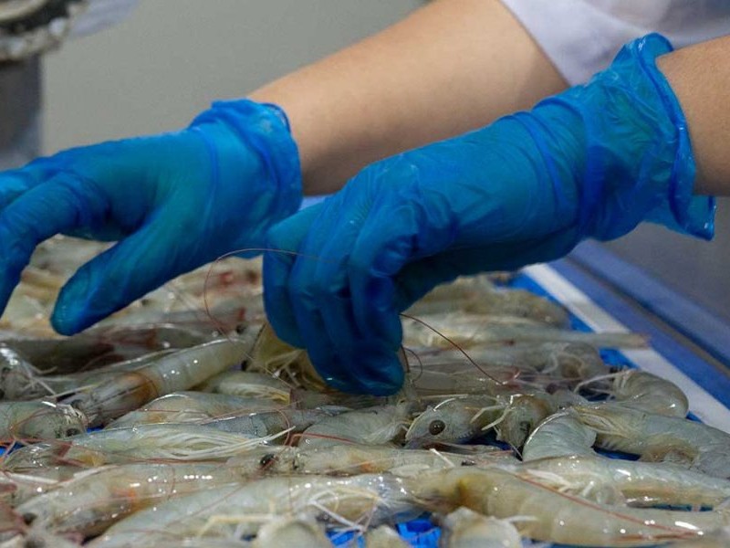 Mujeres empacadoras de camarón sin trabajo en Mazatlán Mujeres empacadoras de camarón sin trabajo en Mazatlán